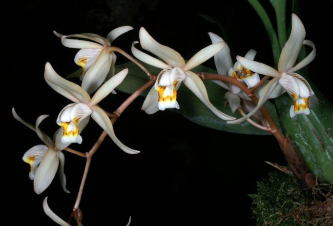 Орхидея-ангел — целогина